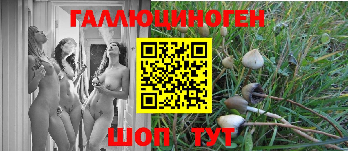 Галлюциногенные грибы Psilocybe  наркота  Моздок  Вход с VPN 